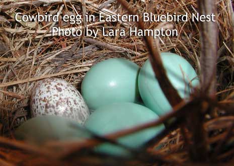 Cowbird egg in bluebird nest