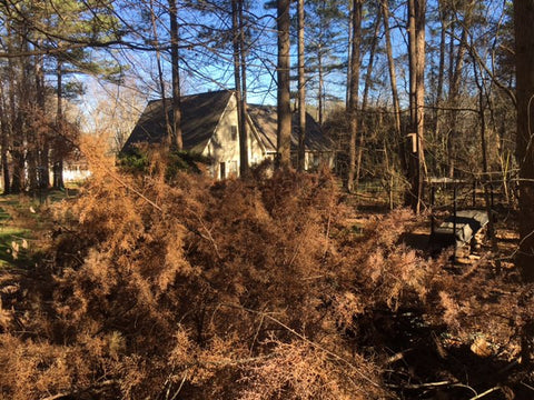 Dead tree as brush pile for birds