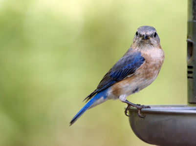 Feeding Dried or Live Mealworms?