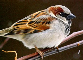 House Sparrow Photo by Raymond Belhumeur