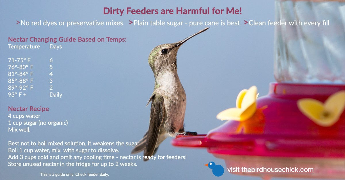 Easy Nectar Recipe, when to clean & refill feeders