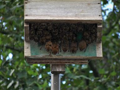 Bats roosting inside a bat house