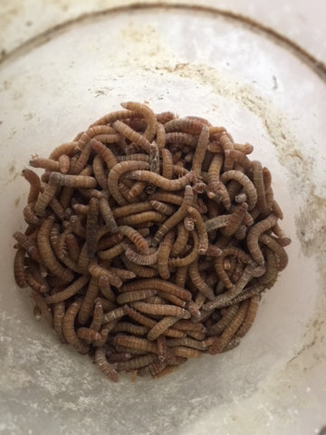 Meal Worms with Calcium Carbonate