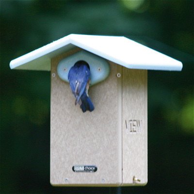Recycled Plastic Bluebird House with BirdCam