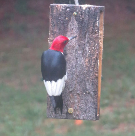 Red-Headed Wood Pecker Eats Peanut Butter