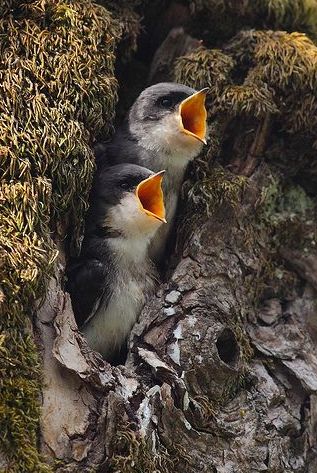 Tree Swallows in Natural Nest Cavity