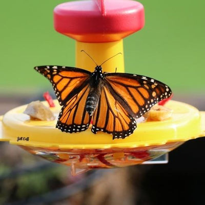 butterfly feeder