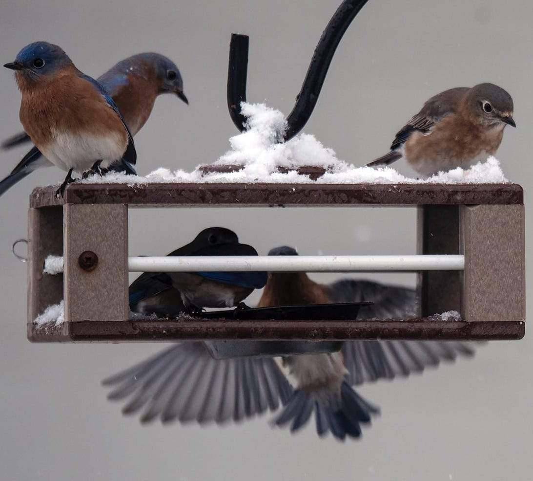 black seed bird feeder