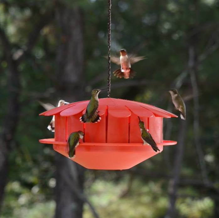 Humm-Bug Protein Hummingbird Feeder | Fruit Fly Hummingbird Feeder ...