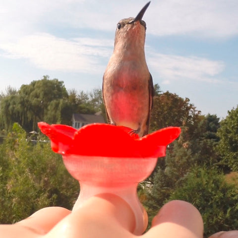 Lily Pad Hummingbird Bath Cascading Fountain