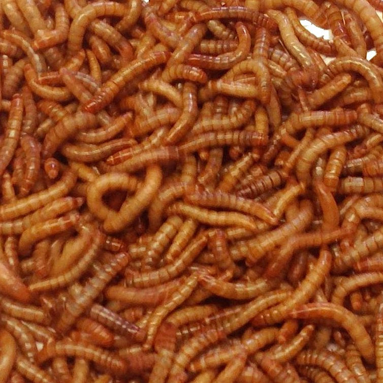 download mealworm food