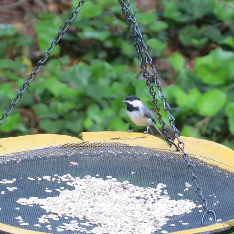 Suet Log Bird Feeder Recycled Plastic The Birdhouse Chick