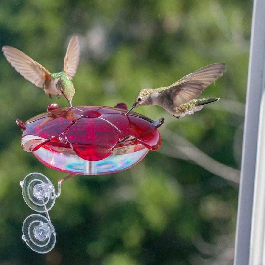 Window Hummingbird Feeders Ruby Slipper Hummingbird Feeder The