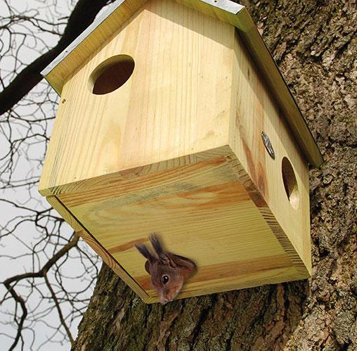 building squirrel catapults