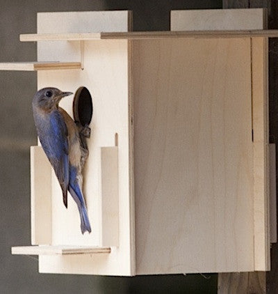 Bird house building kit for adults