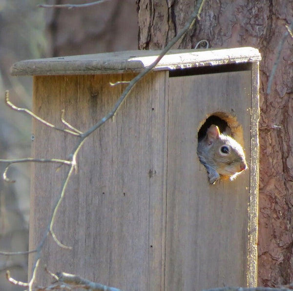 Squirrel House Houses for Squirrels Squirrel Shelters The