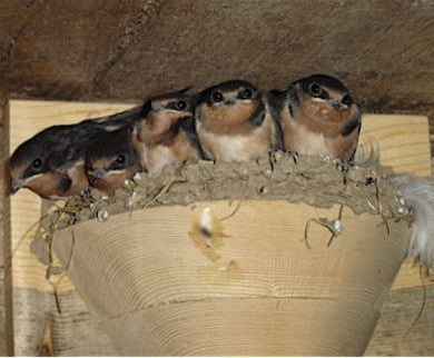 Barn Swallow Nest Cups Wood Nesting Cup Nest Cups For Barn