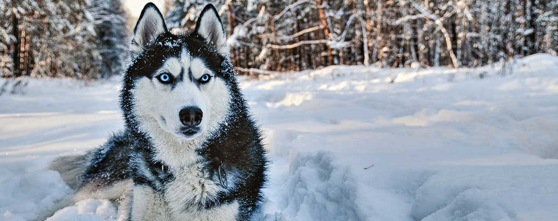 why do huskies make good sled dogs