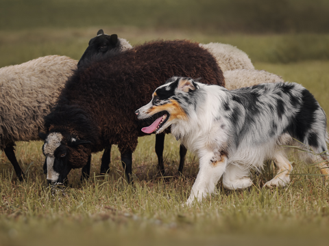 A herding dog with sheep
