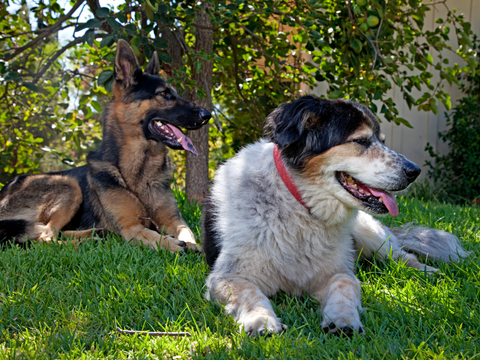 Two dogs outside in the grass