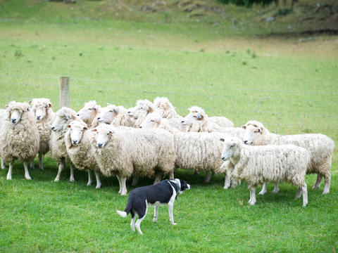 Dog herding sheep in a field