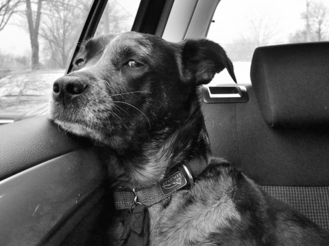 A dog looking out a car window