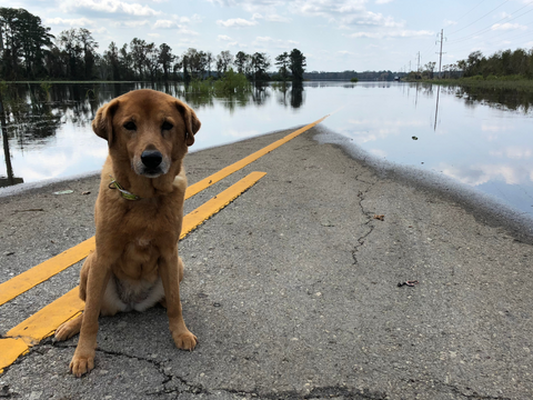 A dog outside by a flood