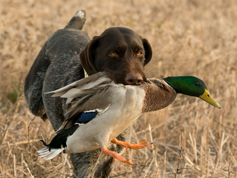 A hunting dog with a duck in its mouth and a field in the background.