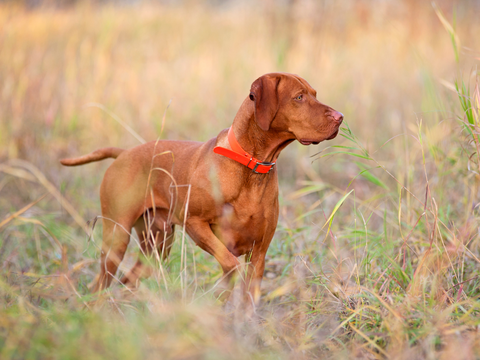 A hunting dog in a field.