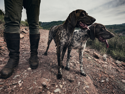 Two hunting dogs with their owner