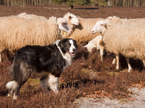 A dog with sheep grazing in the landscape behind.