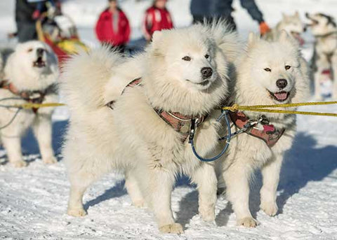 two husky sledding dogs