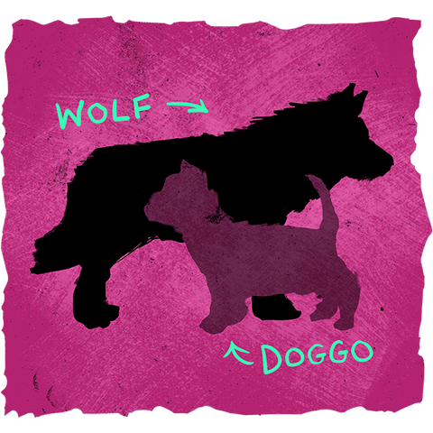 wolf and a dog