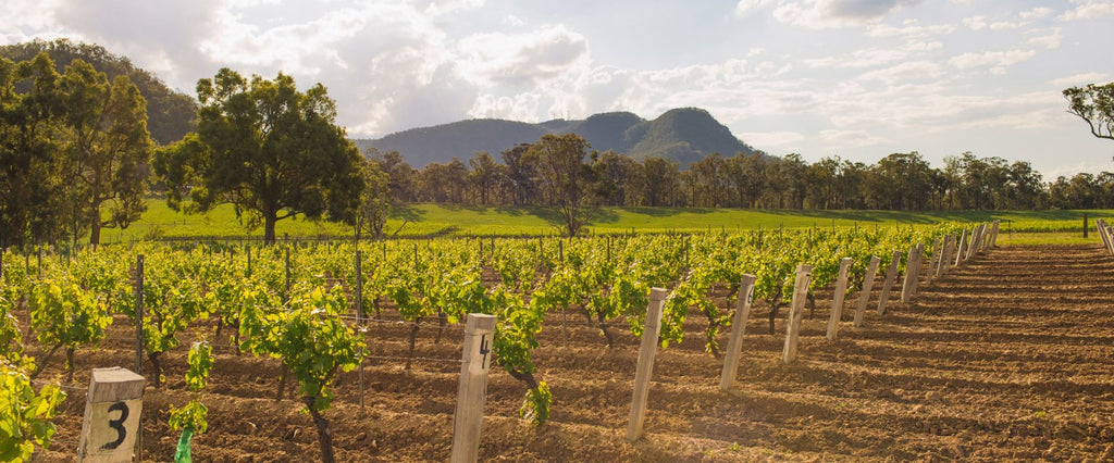 Tyrrell's Johnno's Vineyard