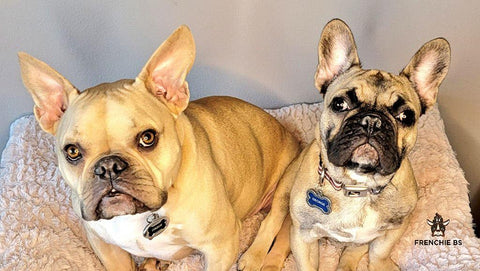 french bulldogs, frenchies, dogs