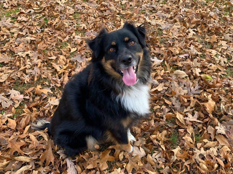 shepherd, dog, puppy