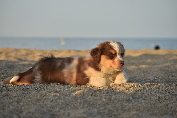 Border Collie puppy lying down on the beach
