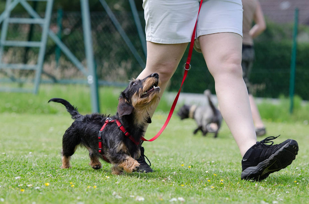 Walking training with a Wired Dachshund on a leash
