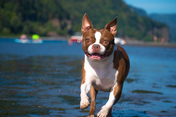 Boston Terrier running by the sea