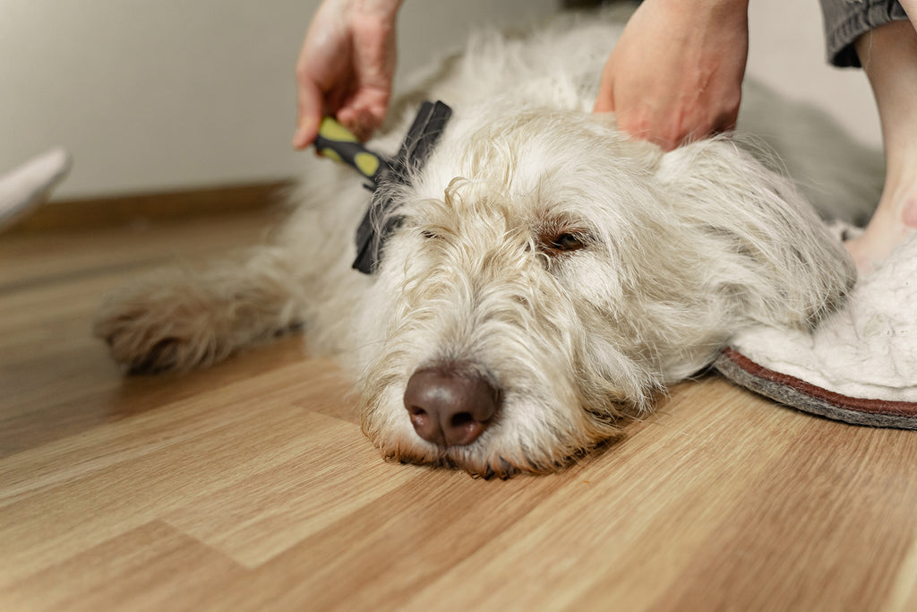 Owner grooming their dog to prevent tangles in fur