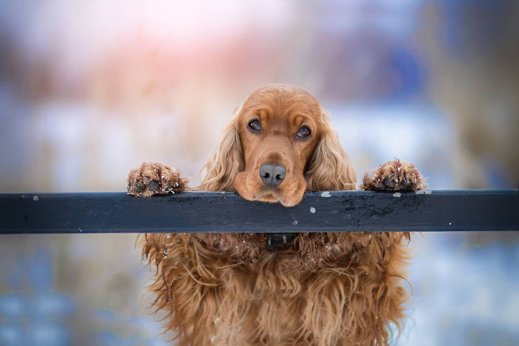 Golden Cocker looking adorable whilst standing up against a fence