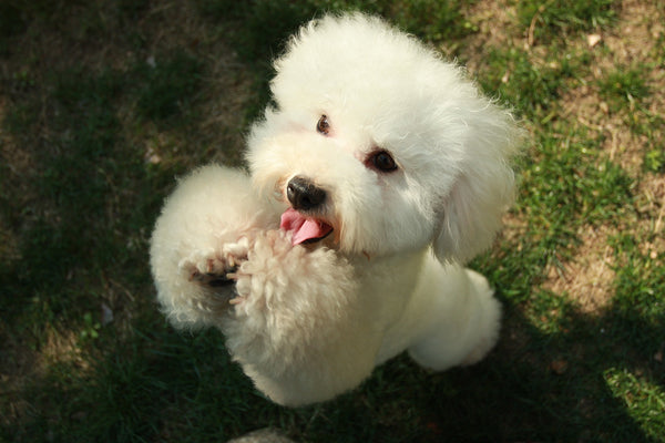 Cute Poodle dancing with their tongue hanging out