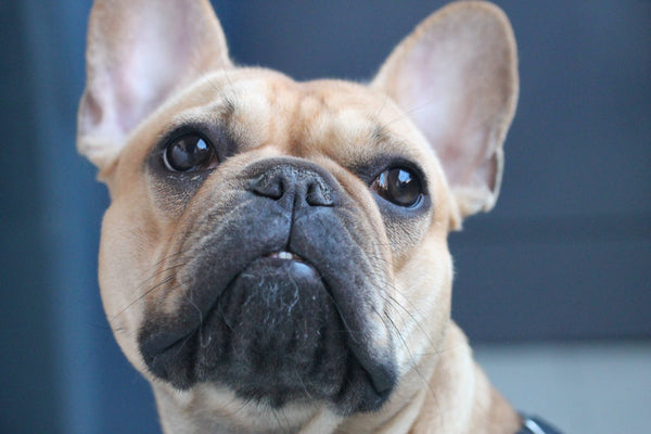 Close-Up Photo of Brown Bulldog