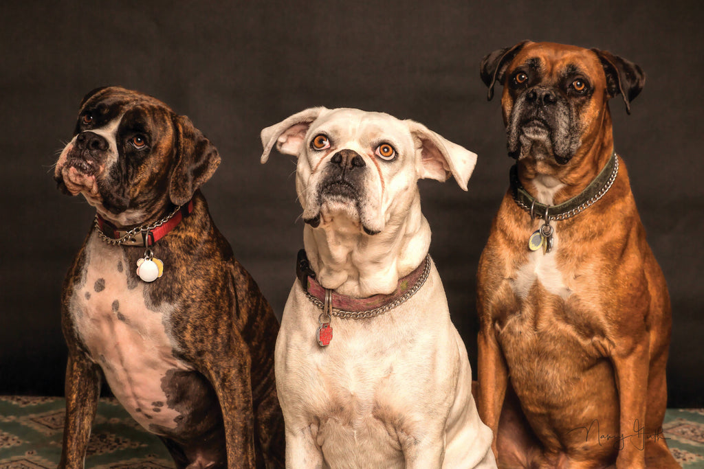 Three senior dogs posing for the camera