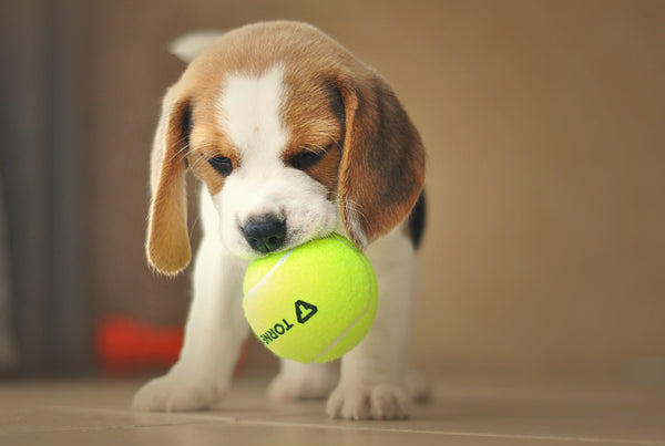 Puppy Beagle playing with a tennis ball