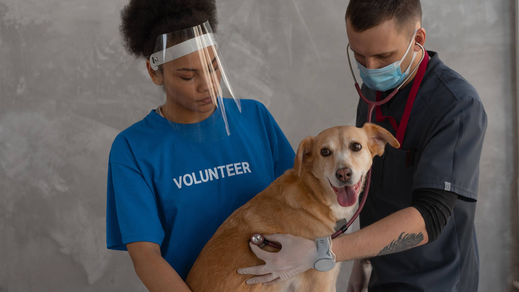 Dog having its regular vet check-up