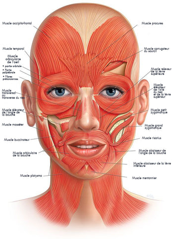 Musculature du visage