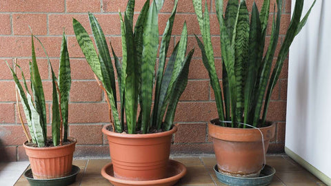 Different Varieties of Sansevieria