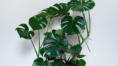 Monstera Adansonii in black pot