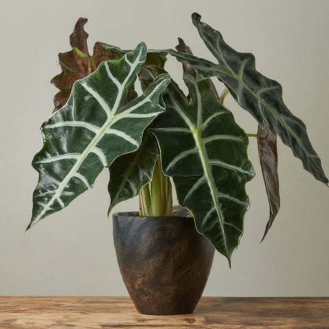 Alocasia Polly d'intérieur